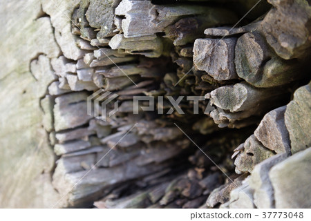 Trunk cross section Tree Trunk Cross Section Trunk cut surface Bar shape Pole shape 37773048