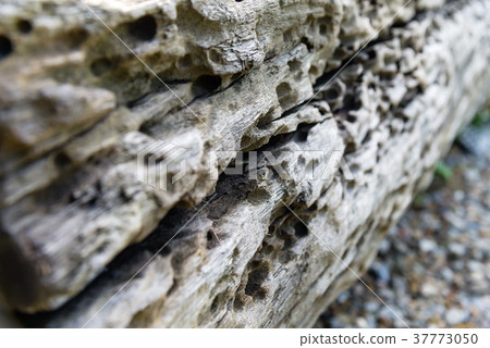 Woodgrass wood trunk tree Trunk wood wood timber gravel sand gravel 37773050