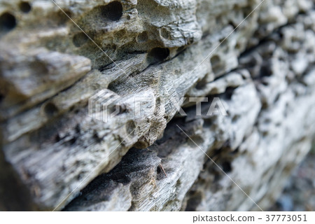 Woodgrass wood trunk tree Trunk wood wood timber gravel sand gravel 37773051