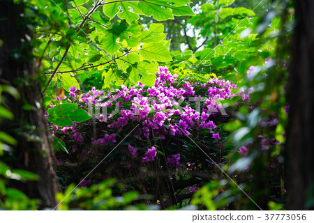 森林花卉園秘密森林花園九重葛九重葛花 37773056