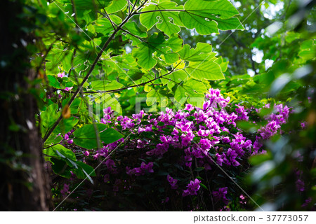 Forest flower garden secret forest garden Kujukatsu bougainvillea flower 37773057