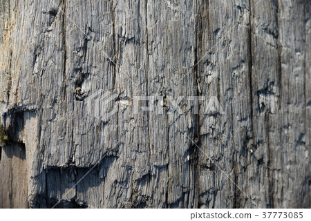 木紋 木目 樹幹 Tree Trunk 木頭 wood 木材 石礫 砂利 Stone gravel 37773085