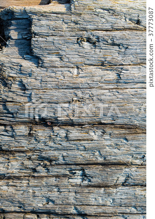 Woodgrass wood trunk tree Trunk wood wood timber gravel sand gravel 37773087