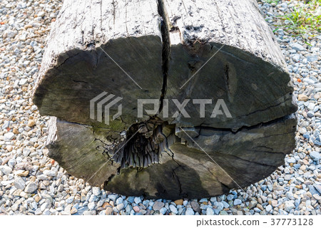 Trunk cross section Tree Trunk Cross Section Trunk cut surface Trunk heart Trunk center 37773128