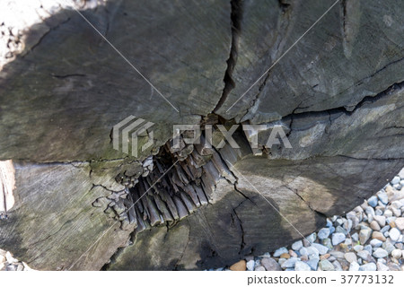 樹幹橫切面 Tree Trunk Cross Section 樹幹の切断面 樹幹的心 樹幹の中心 37773132