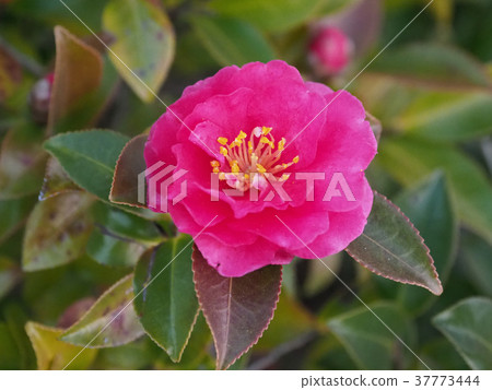 Sasanka (Yamachaka) 37773444