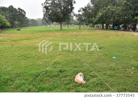 A park dog along the streets of Delhi Raj Pat, the capital of India 37773545