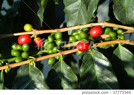 咖啡樹,果實,食物,生長,種植,植物,葉子,特別的,咖啡果實 咖啡樹,果實,食物,生長,種植,植物,葉子,特別的,咖啡果實 37773569
