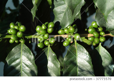 咖啡樹,果實,食物,生長,種植,植物,葉子,特別的,咖啡果實 37773570