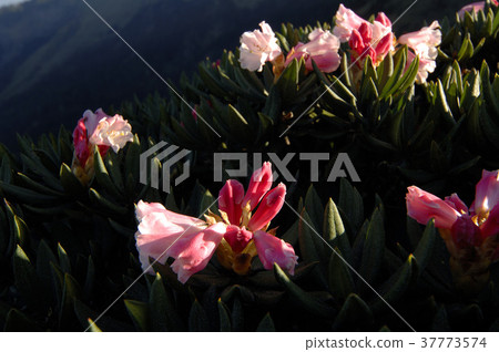 高山杜鵑,杜鵑花,粉紅色花,花朵,花,花瓣,開花,植物 37773574