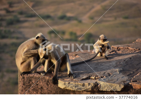 The city of Pushkar seen from Hindu temple on the peak of Pushkar in India 37774016