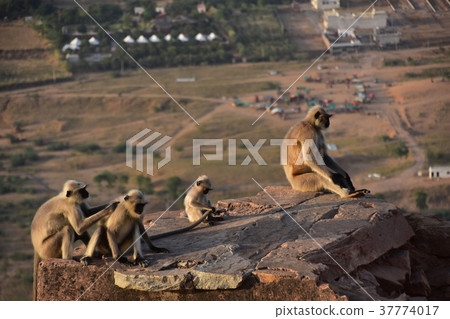 The city of Pushkar seen from Hindu temple on the peak of Pushkar in India 37774017
