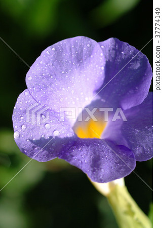 硬枝老鴉嘴,硬枝老鴉嘴花,紫藍色花,花,花瓣,開花,植物,葉子,特別的,特殊 硬枝老鴉嘴,硬枝老鴉嘴花,紫藍色花,花,花瓣,開花,植物,葉子,特別的,特殊 37774149