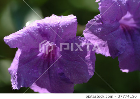 翠蘆莉,紫藍色花,花,花瓣,開花,植物,葉子,特別的 37774150