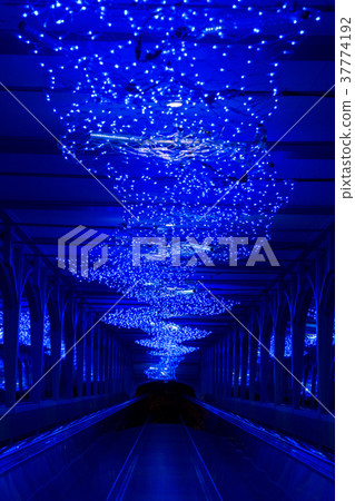 Illumination of the Glover Garden Illumination of the Glover Garden 37774192