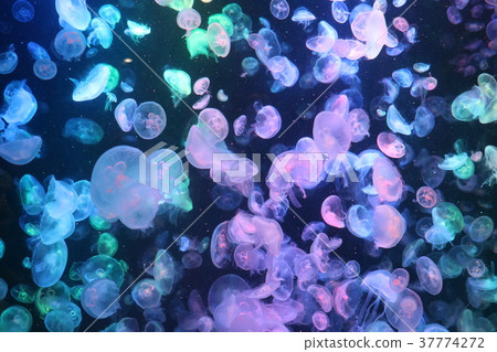 Kamo水族館單簧管 Kamo水族館單簧管 37774272