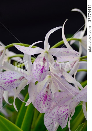 Cattleya (Brasso Catrea Maikai) Cattleya (Brasso Catrea Maikai) 37774413