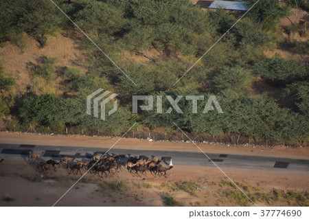 從印度教寺廟看的駱駝節日在Pushkar峰頂在印度駱駝牧群的運動 37774690