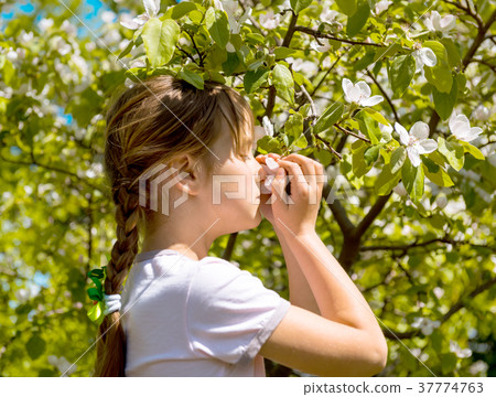 girl sniffs blooming apple flowers in orchard girl sniffs blooming apple flowers in orchard 37774763