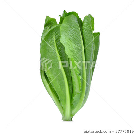 fresh baby coslettuce isolated on white background 37775019
