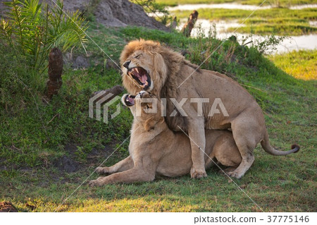 lions feelings lions feelings 37775146