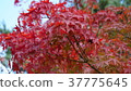 Autumn leaves in Kyoto 37775645