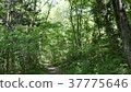 Forest bathing 37775646