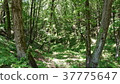 Forest bathing 37775647