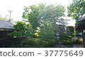 Japanese garden 37775649