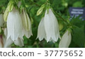  White flower 37775652