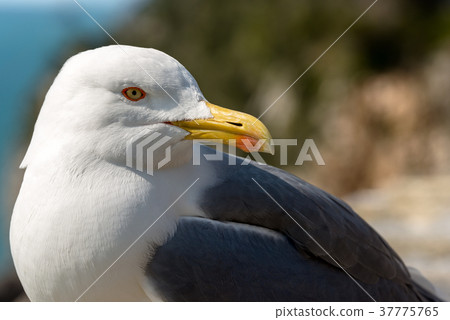 Close up of a Seagull on the Cliff Close up of a Seagull on the Cliff 37775765