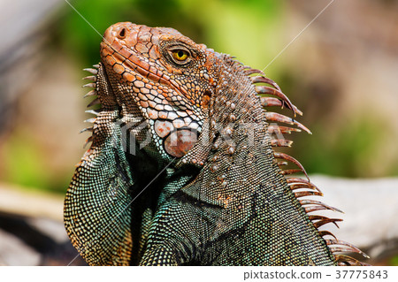 Iguana 37775843