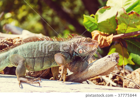 Iguana Iguana 37775844