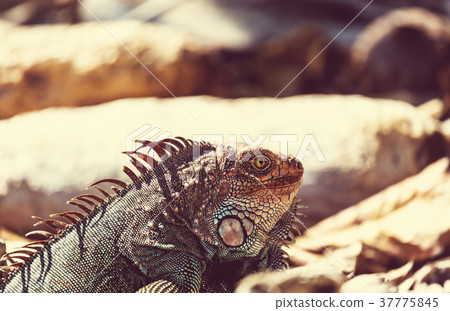 Iguana 37775845