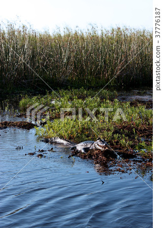 Wild alligator Wild alligator 37776187