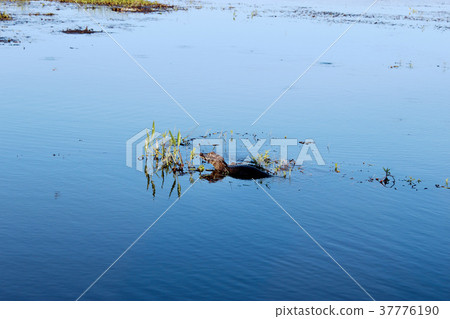 Swimming crocodile 37776190