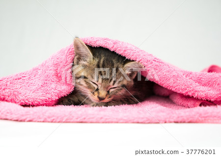 Kitten sleeping in a pink towel Kitten sleeping in a pink towel 37776201