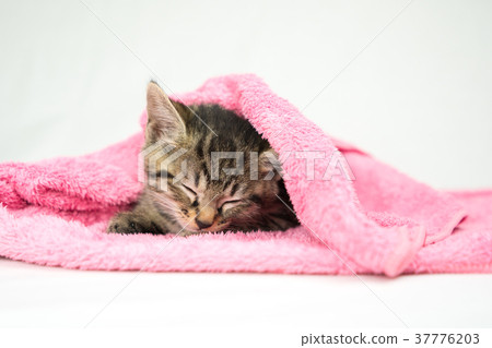 Kitten sleeping in a pink towel Kitten sleeping in a pink towel 37776203
