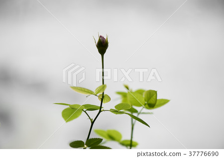 Delicate Bud on the young fresh sprig of roses.The 37776690