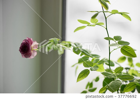 Delicate Bud on the young fresh sprig of roses.The 37776692