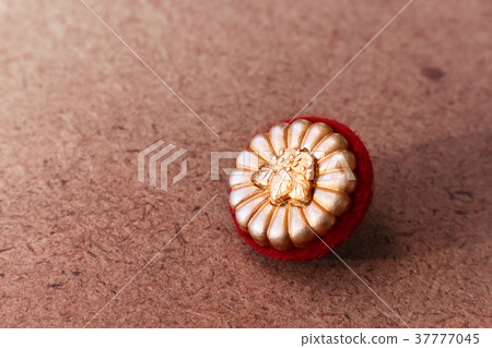 Patent attorney badge 37777045