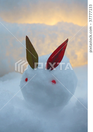一隻雪兔 一隻雪兔 37777133