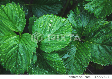 Green leafs of strawberry  with raindrops.  37777627