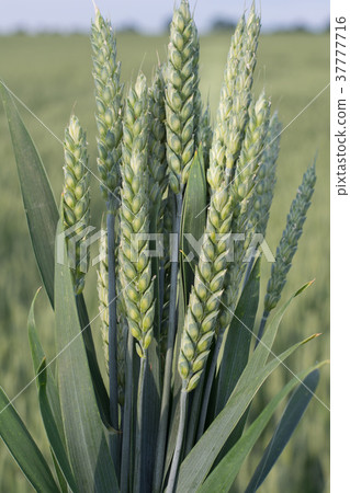 Bouquet wheat ears close up. Outdoors. Bouquet wheat ears close up. Outdoors. 37777716