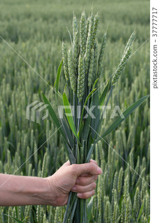 Wheat ears in female hand. Close up. Wheat ears in female hand. Close up. 37777717