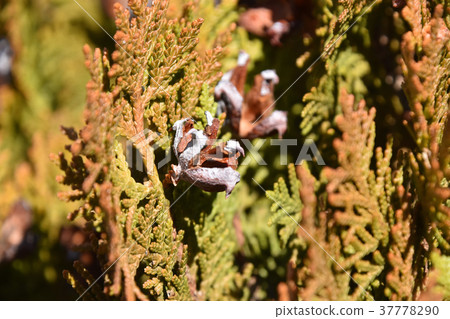 破碎的錐體和錐體 37778290