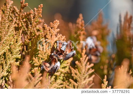 Broken cone and cone 37778291