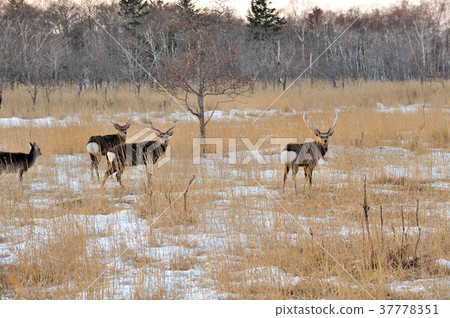 Ezo deer in winter Ezo deer in winter 37778351