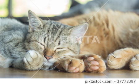 Gray striped kitty lying in the room. 37778397