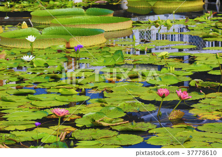 Beautiful pond landscape, the pool in the park is covered with big lotus, lotus and lotus leaves Beautiful pond landscape, the pool in the park is covered with big lotus, lotus and lotus leaves 37778610